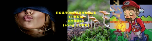 ПСИЛОЦИБИНОВЫЕ ГРИБЫ Горно-Алтайск